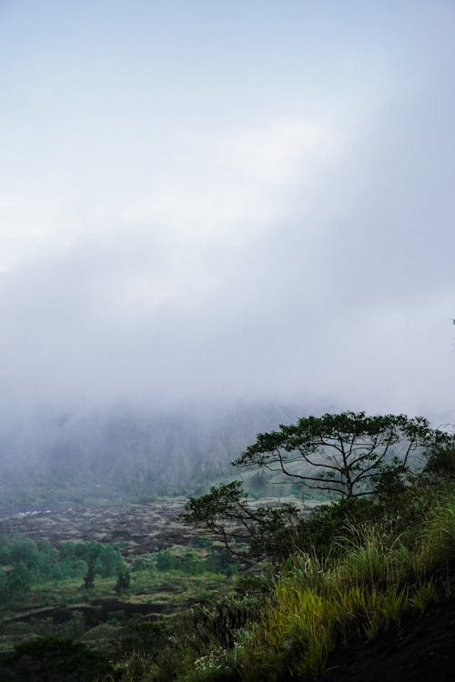 Foto profissional grátis de árvores, clima, interior