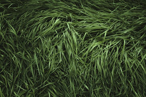 Free Green Grass in Close Up Shot Stock Photo
