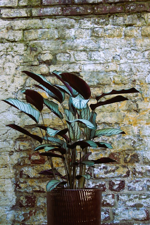 Free Green Plant on Brown Brick Wall Stock Photo