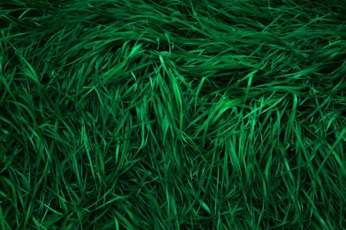 Green Grass in Close Up Shot