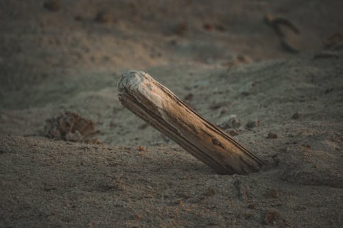 Immagine gratuita di legno, litorale, sabbia