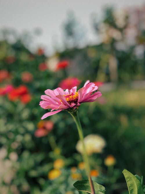 Free Pink Flower in Tilt Shift Lens Stock Photo