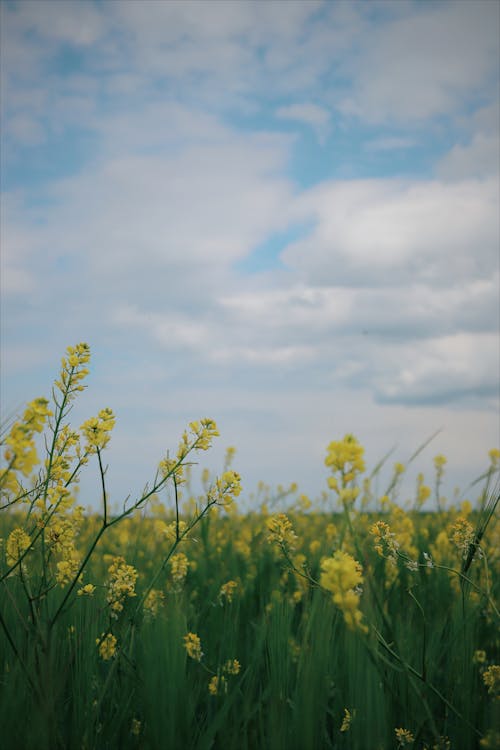 Kostenloses Stock Foto zu blauer himmel, blumenfeld, gelbe blumen