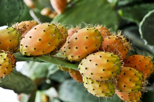 Close-up of Prickly Pears on a Tree