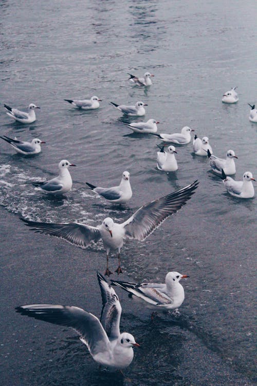 Foto profissional grátis de água, animais selvagens, ave