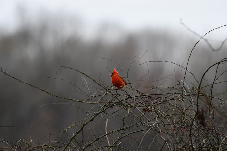 Cardinal 