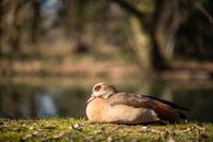 Brown Duck on Green Grass