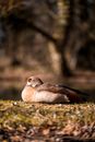 A Brown Duck Sitting on Green Grass