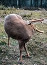 Brown Animal on Green Grass