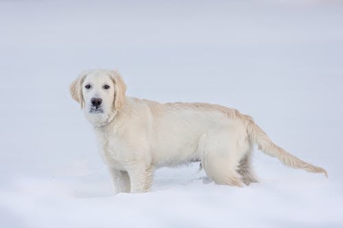 Безкоштовне стокове фото на тему «білий собака, домашня тварина, застуда» стокове фото