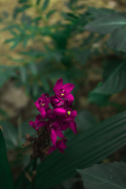 Flowers