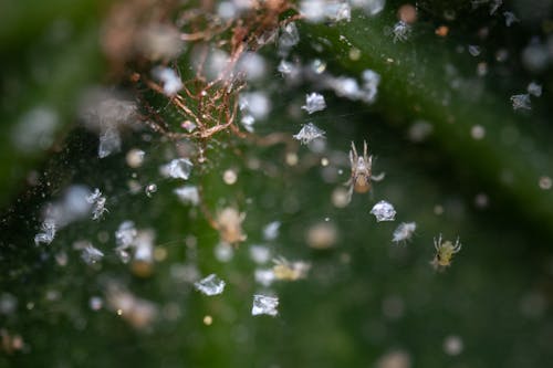 Free Spider mites close-up Stock Photo