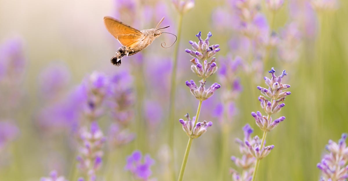 How to prune woody lavender plants