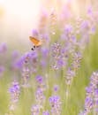 阳光明媚的花园里，一只蜂鸟飞蛾在盛开的薰衣草上徘徊