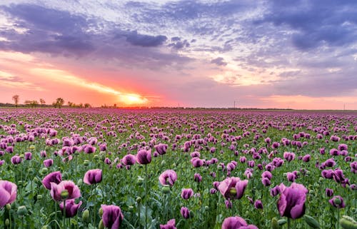 Champ De Fleurs Pétales Pourpres