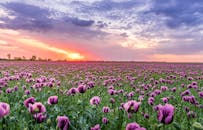 紫色花田的壮丽景色，映衬在戏剧性的日落天空下