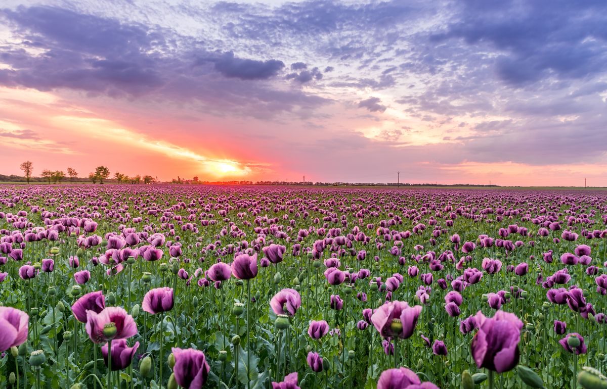 Vast purple lavender field in full bloom under a blue summer sky in Hokkaido, Japan