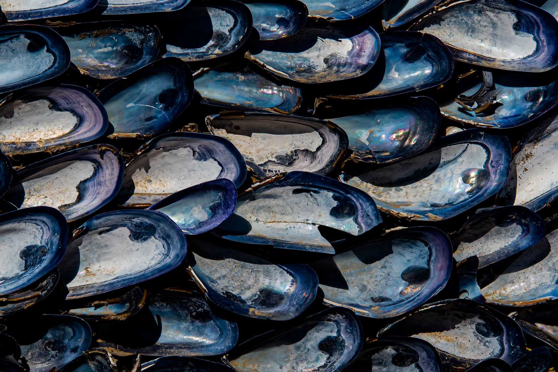 Freshwater Pearl Mussel