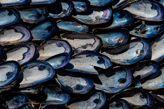 Detailed photograph of iridescent blue mussel shells in a close-up, abstract arrangement.