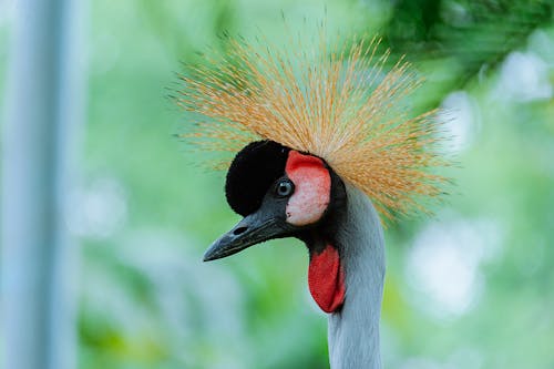 Fotografia A Fuoco Poco Profonda Dell'uccello