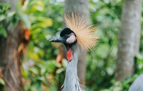 Fotografía De Enfoque Superficial De Pájaro