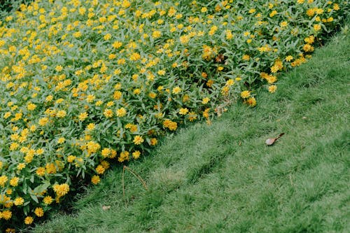 Fotografia Di Fiori