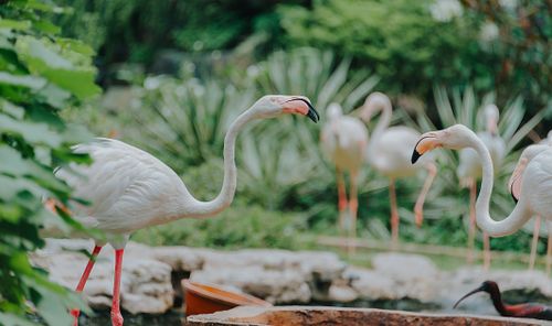Free A group of graceful flamingos captured in a lush outdoor park setting, showcasing their vibrant plumage. Stock Photo