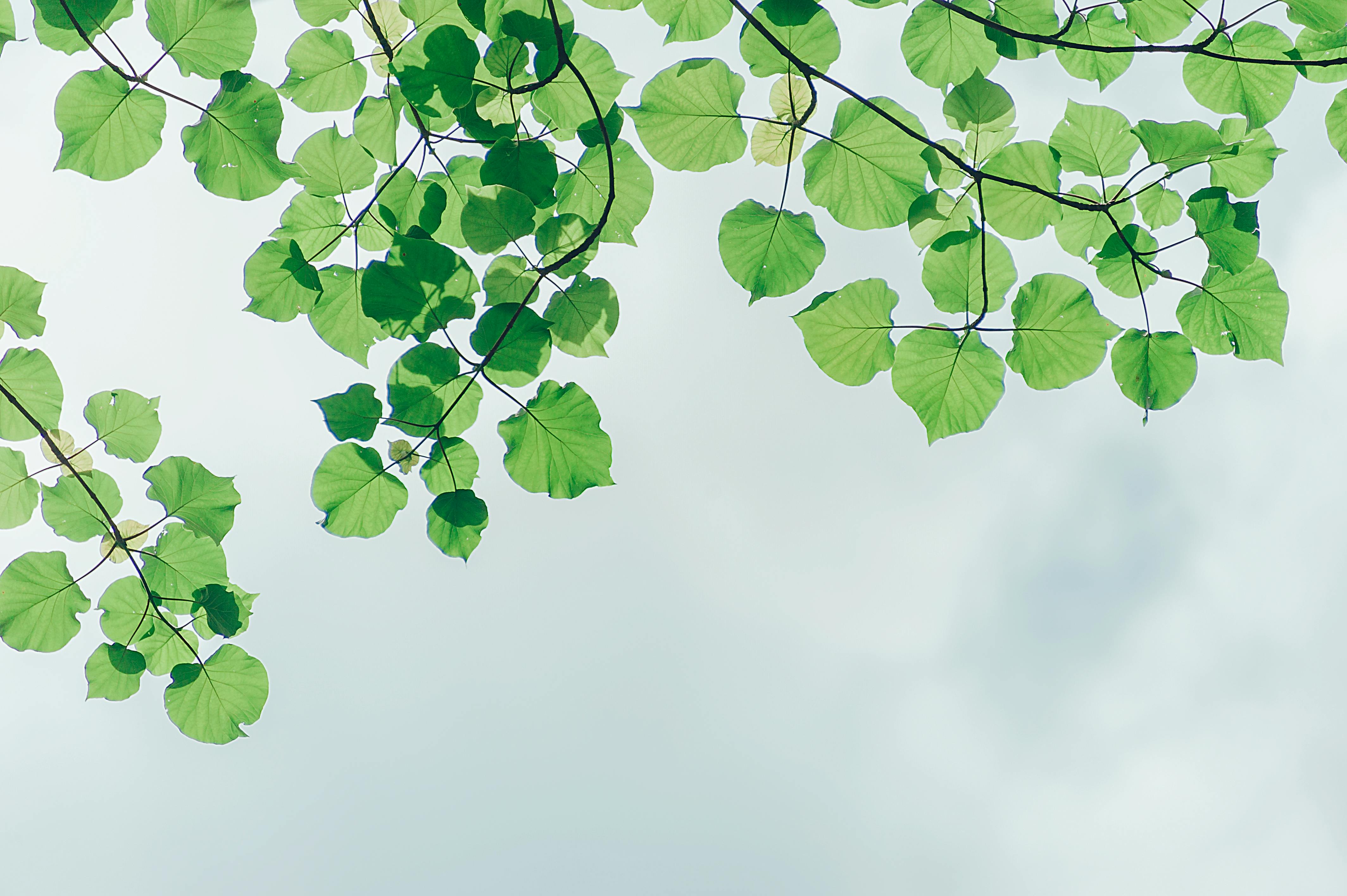 photography of leaves under the sky