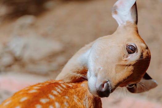 一张特写照片捕捉了鹿在自然环境中的好奇表情