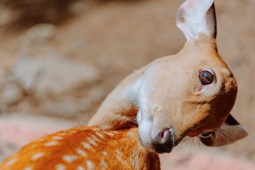 Free A close-up photo capturing a deer's curious expression in natural surroundings. Stock Photo