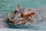 特写镜头中，河马的脸半没在水中，目光平静