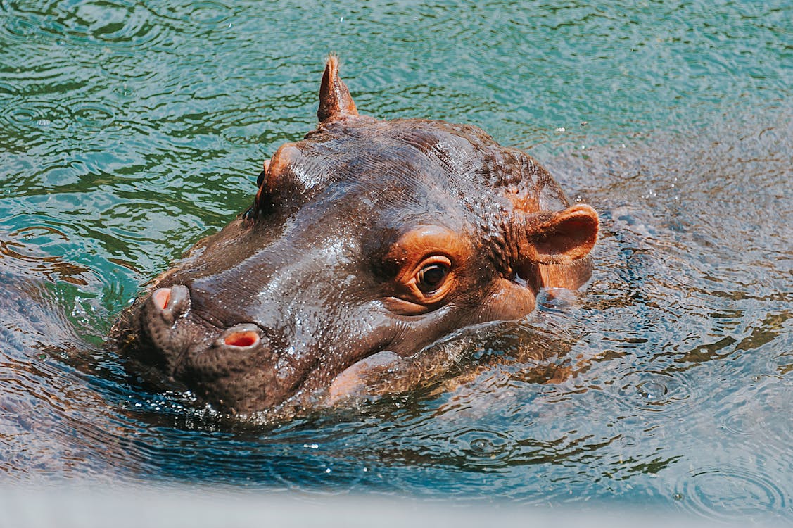 Gratis Fotografía De Primer Plano De Hipopótamo Foto de stock