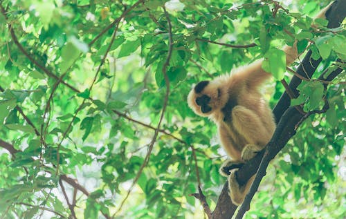 Close-up Photography of Monkey 