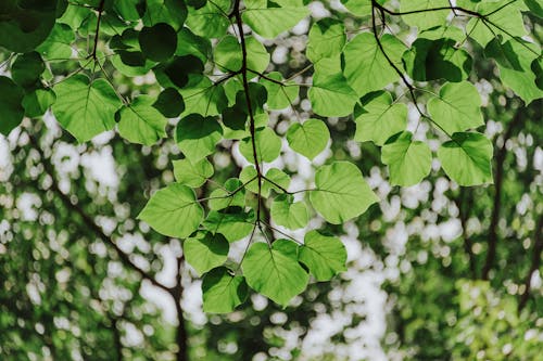 Kostnadsfri bild av bokeh, fokus, grenar