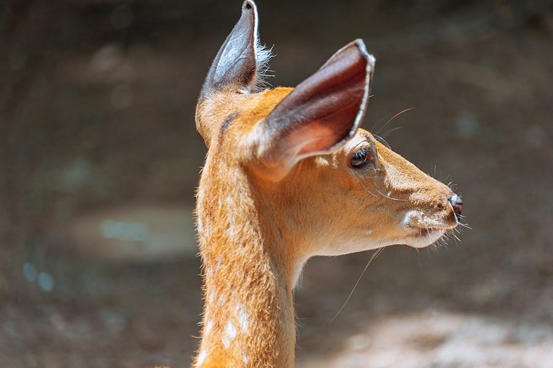 Brown Deer