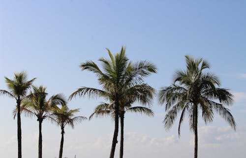 Green Palm Trees Under Blue Sky