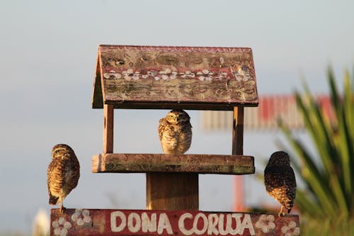baykuşlar, hayvan, kuş evi içeren Ücretsiz stok fotoğraf