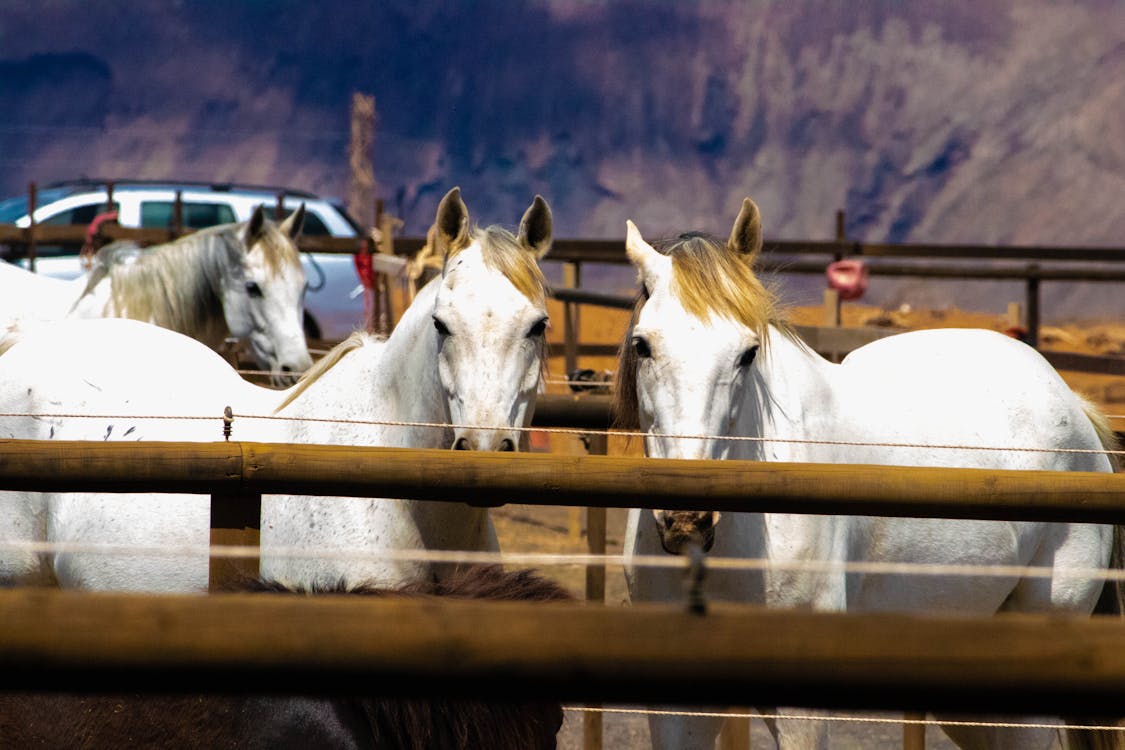 納屋の3頭の白い馬