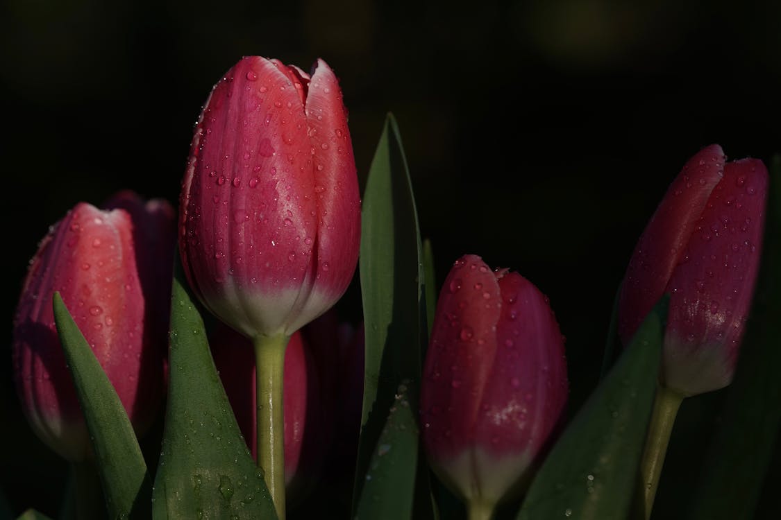 Red Tulips in Close Up Shot