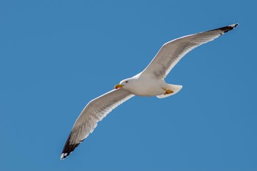 
A Yellow-Legged Gull Flying under a Blue Sky