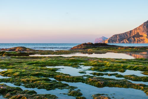 Seaweeds Washed Up on the Shore