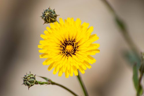 Blooming Yellow Flower and Buds in Close-up Shot