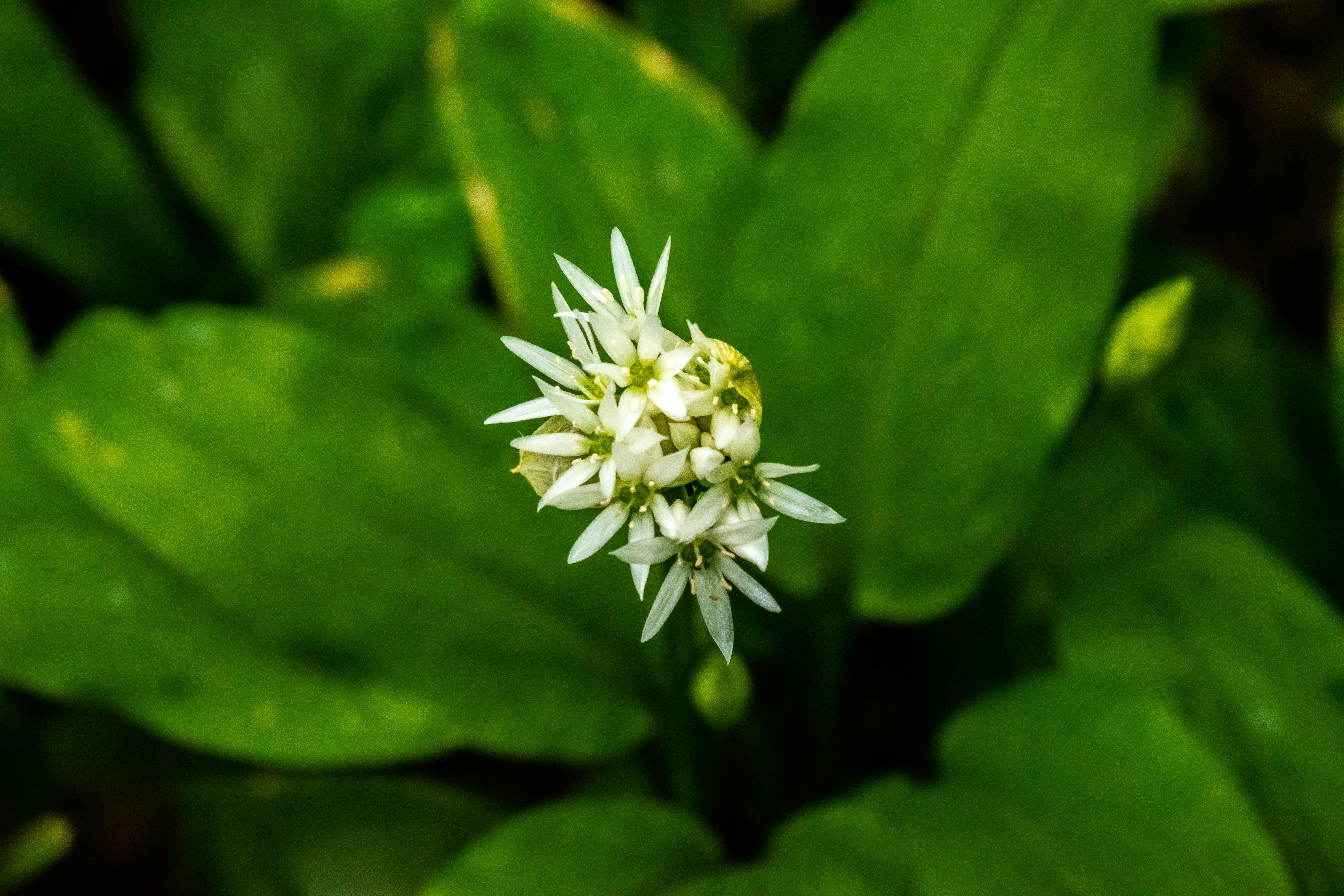Free stock photo of flower, green, white