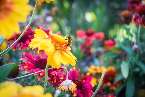 Free stock photo of beautiful flowers, bee, flowers