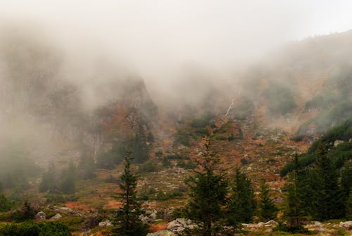 Fotos de stock gratuitas de árboles verdes, con niebla, medio ambiente