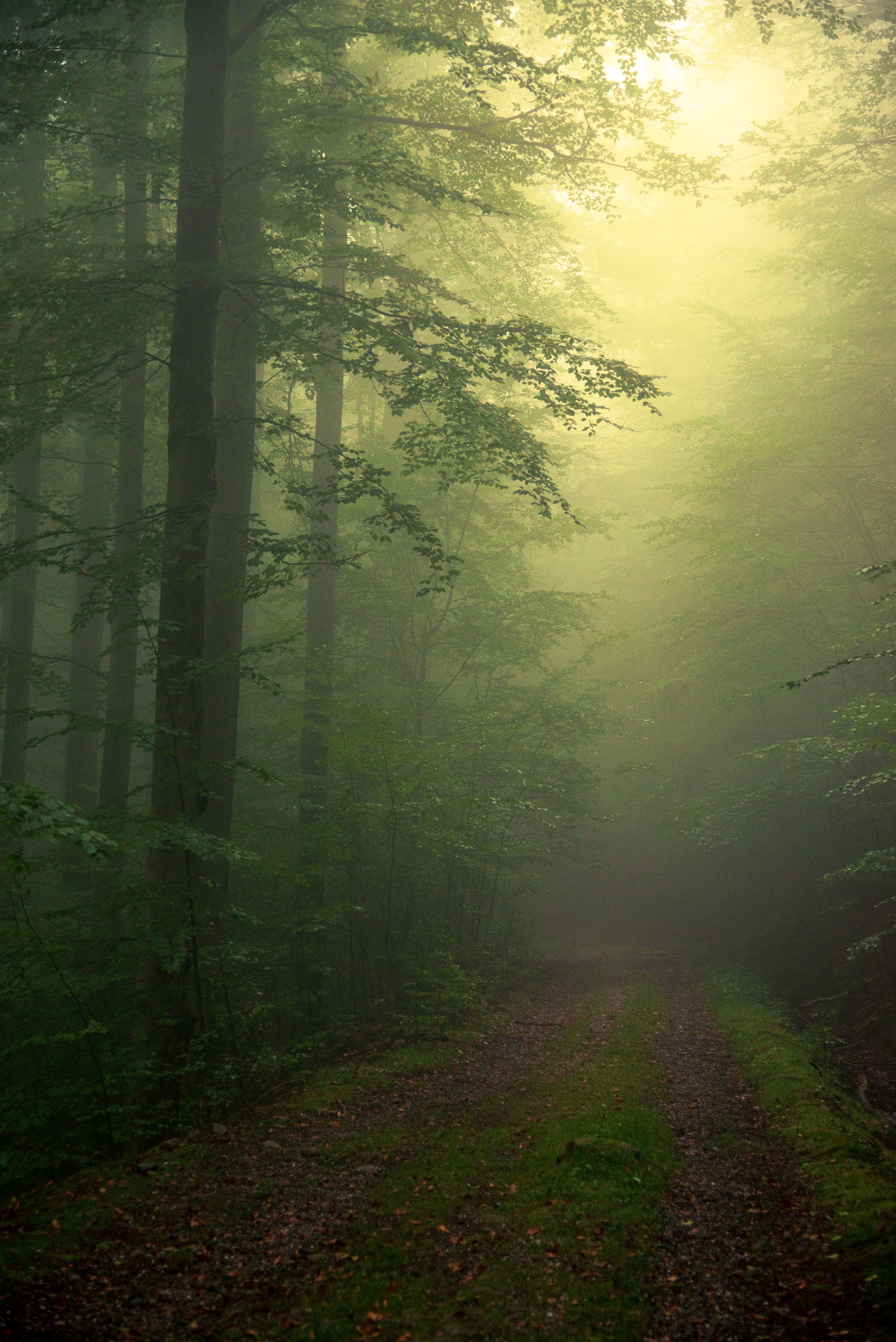 A foggy road in the woods with trees · Free Stock Photo