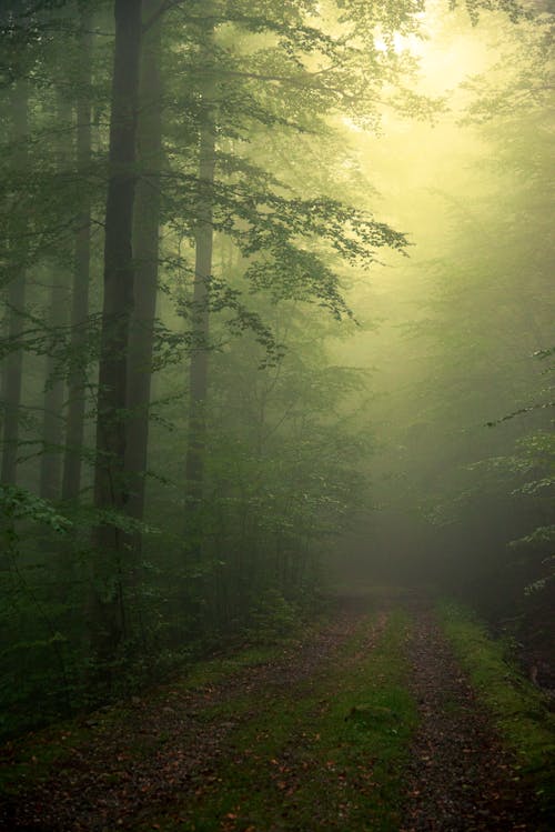 Imagine de stoc gratuită din arbori, ceață, fotografie cu natură