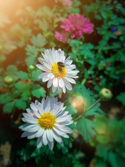 Free stock photo of 4k wallpaper, bee, colors in india Stock Photo