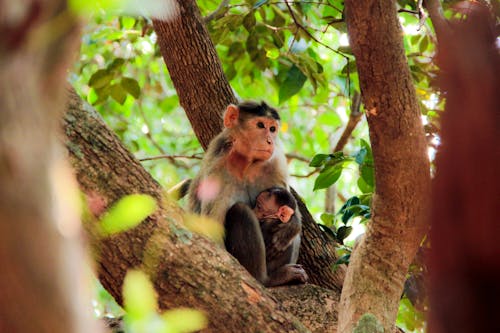 Gratis stockfoto met aap, dierenfotografie, jungle