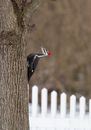 A Woodpecker Pecking a Tree
